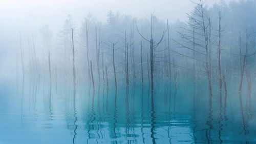 森林倒影雾气无缝循环