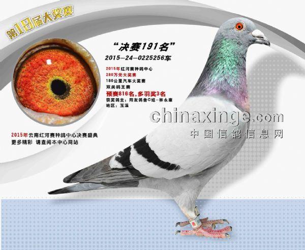 2015云南红河赛种鸽中心决赛101名-200名照片欣赏