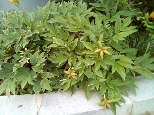 在抚松县仙人桥镇黄家崴子村路边花池里的油用牡丹结出了果荚!