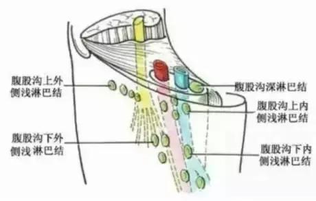 疾病反反复复,会导致腹腔内环境差(例蘑菇的故事)大腿根部假性肥胖,肠