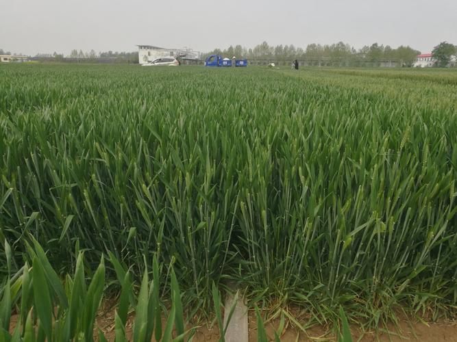 2020年郑麦1860示范基地小麦赤霉病防治建议