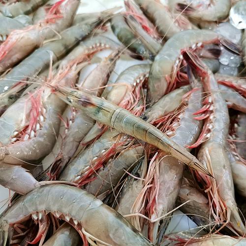 舟山海鲜野生滑皮虾东海船冻活皮虾海虾壳虾冻虾