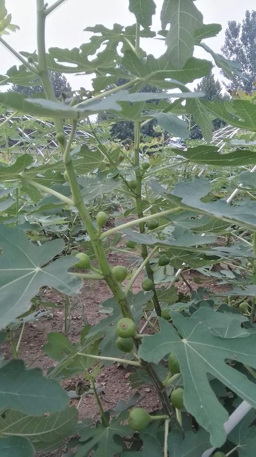 波姬红无花果从第四个叶子开始挂果,能不高产吗!