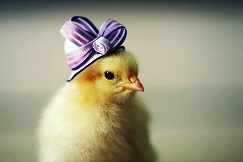 美"帽"小鸡玩角色扮演 超萌造型受热捧