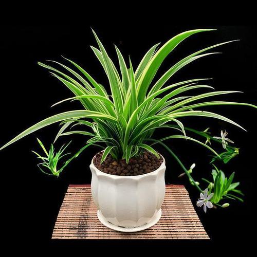 卧室放什么植物盆栽好给你推荐8款不用费心了,净化空气没烦恼