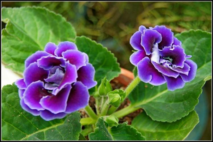 大岩桐的引种主要 在20世纪30年代,由在南京的金陵大学农 大岩桐花语