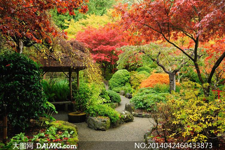 植物园里绚丽色彩树木摄影高清图片