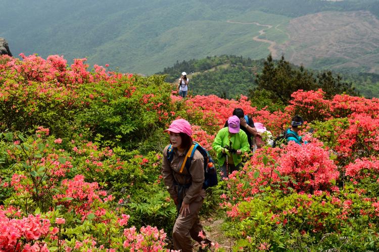 20170507大雷山杜鹃花之旅