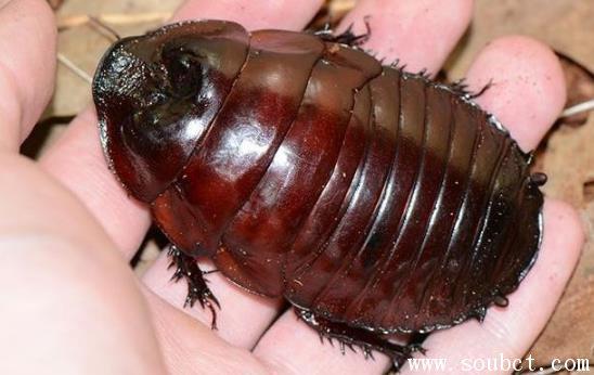 > 百家 > 正文家里出现东方蜚蠊蟑螂对于很多人,尤其是女性朋友来说是