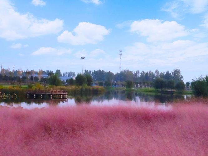 最美的期待～粉黛紫
