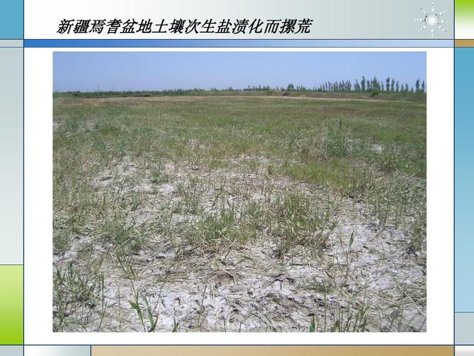 新疆焉耆盆地土壤次生盐渍化而摞荒
