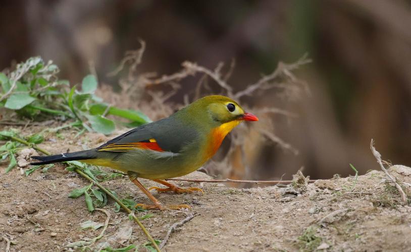 路桥实验小学五(1)班 胡杰瑞 红嘴观音相思鸟, 活泼大胆人人爱.