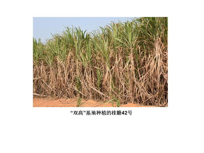  p>桂糖42号是广西农业科学院甘蔗研究所选育的甘蔗品种. /p>
