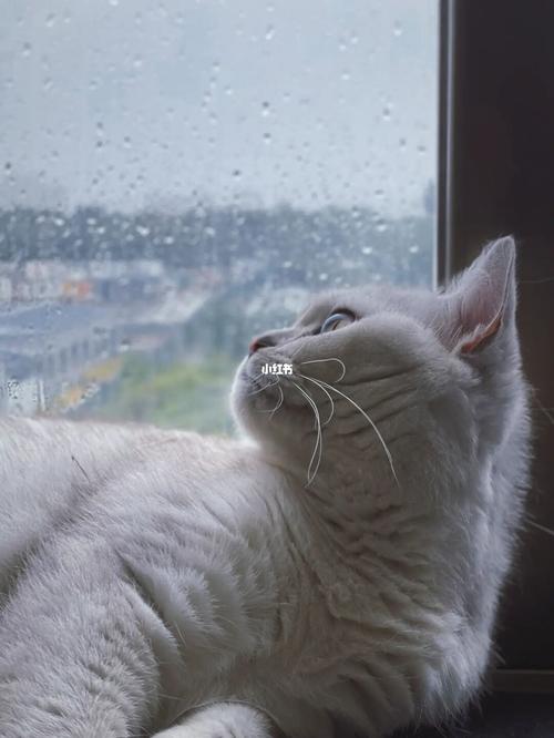 猫咪|雨天照片_猫咪_摄影_治愈系_猫咪日常_宠物_猫