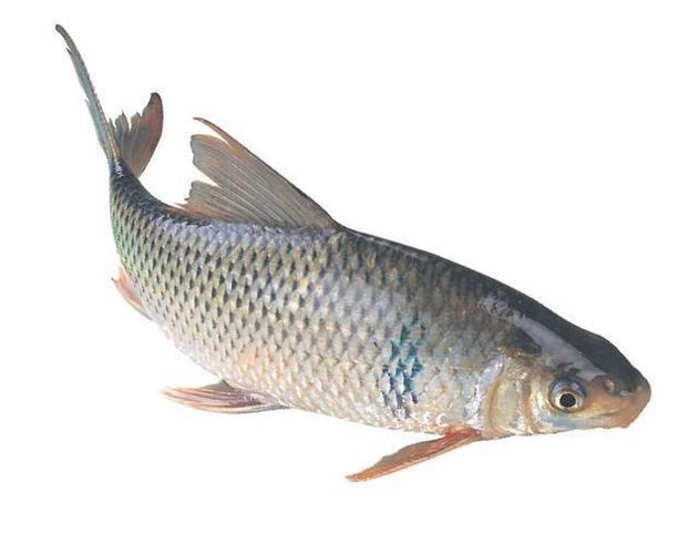 从实战角度分析,春钓土鲮鱼,吃口很轻?这样调整,效果