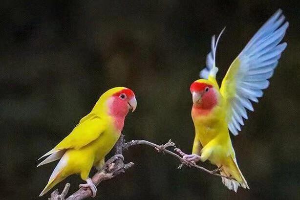 黄桃牡丹鹦鹉    日本桃牡丹鹦鹉:   日本桃牡丹鹦鹉也就是大家常