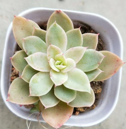 多肉植物
