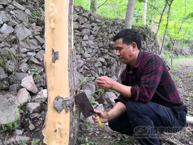 产地探访:湖北杜仲正值产新期