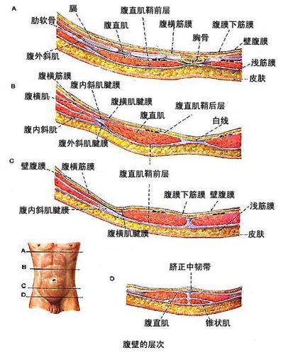 弓状线,弓状线以下,腹直肌后面与腹横筋膜相贴.