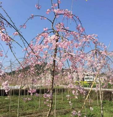 [樱花树批发]美国垂枝樱花价格90.00元/棵 - 一亩田