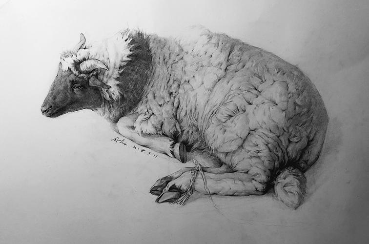 绵羊插画