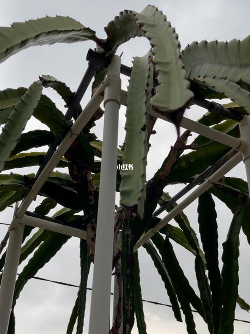 阳台种火龙果的架子长这样,超简单一看就会_阳台_火龙