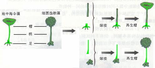 科学家用两种伞藻做了如下图所示的嫁接实验,该实验说明