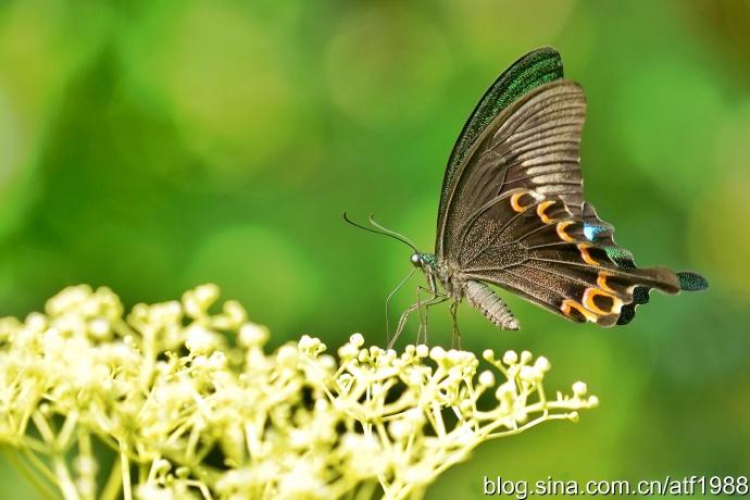台湾琉璃翠凤蝶