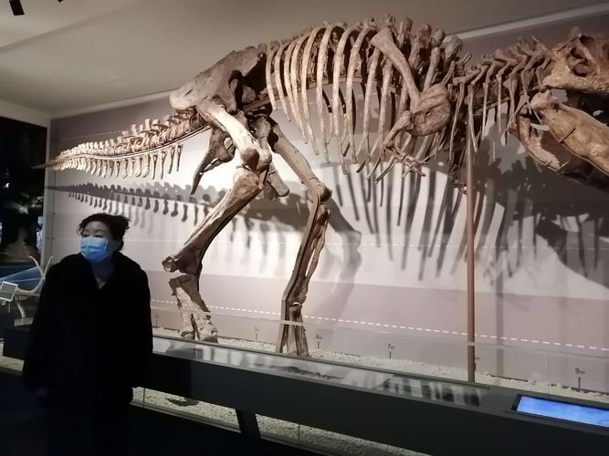 恐龙的故乡～观内蒙古自然博物馆