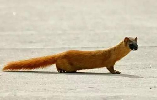 请问这是黄鼠狼还是松鼠?