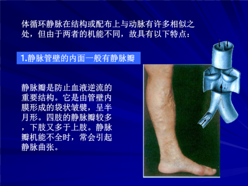 二血管体循环静脉.pptx
