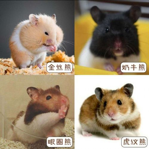 活体三线银狐金丝熊仓鼠宠物仓鼠宝宝幼崽布丁一对情侣 金丝熊 虎纹熊