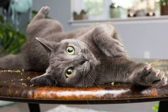 猫咪吸食猫薄荷后有什么反应?反正我们的反应是萌翻了!