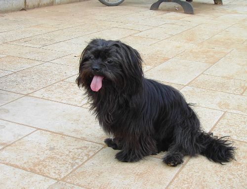 非常希有的拉萨犬(本土纯种)