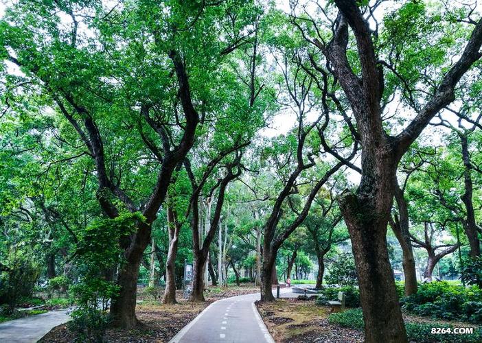 沿着村里的路向左手边的方向前行不远,就是桂南香樟公园.