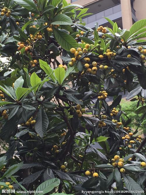 精品枇杷树图片