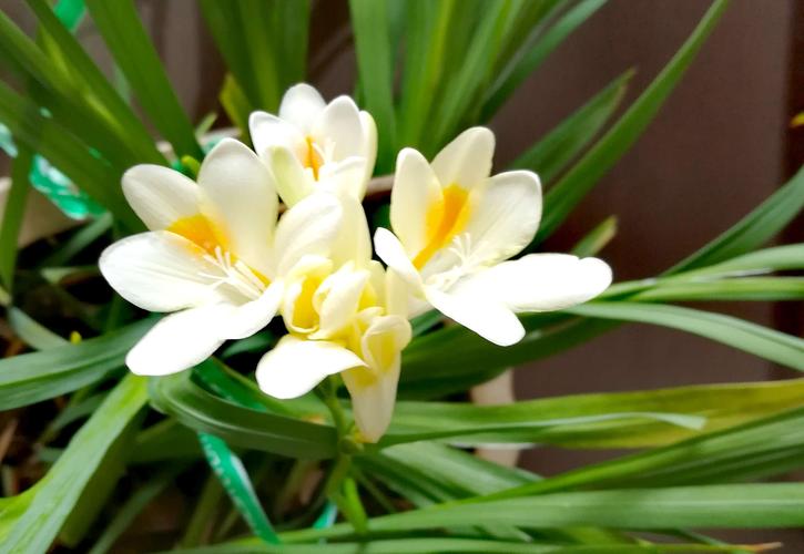 香雪兰越来越美了