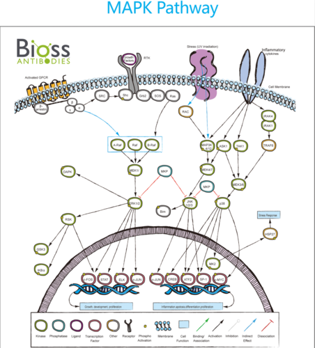 mapk信号通路在调节炎症,细胞应激反应,细胞分化,细胞分裂