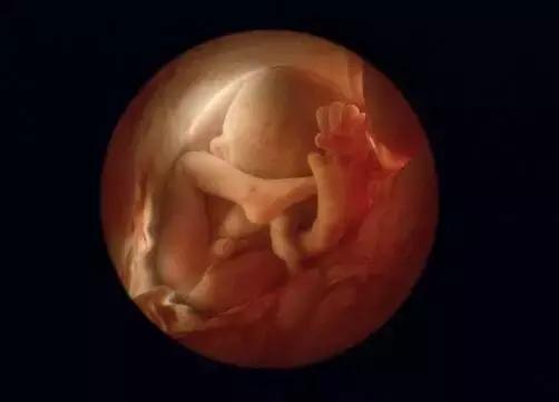 ▼36周后   子宫紧包着胎儿