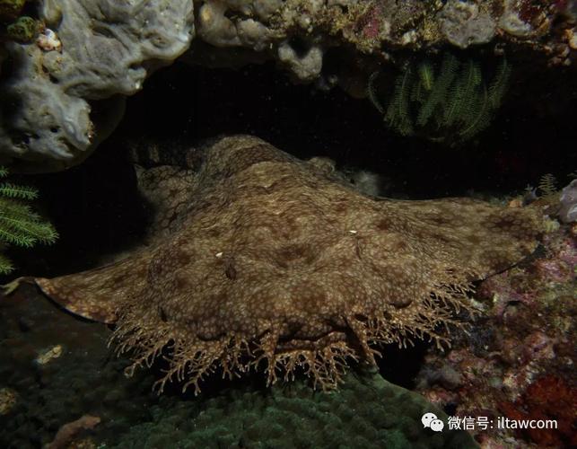 海洋摄影伪装大师须鲨