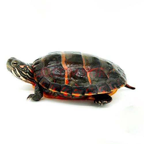 易萌 西锦龟 红腹锦龟深水龟 鱼缸混养吃粪龟 宠物观赏吃垃圾清洁龟