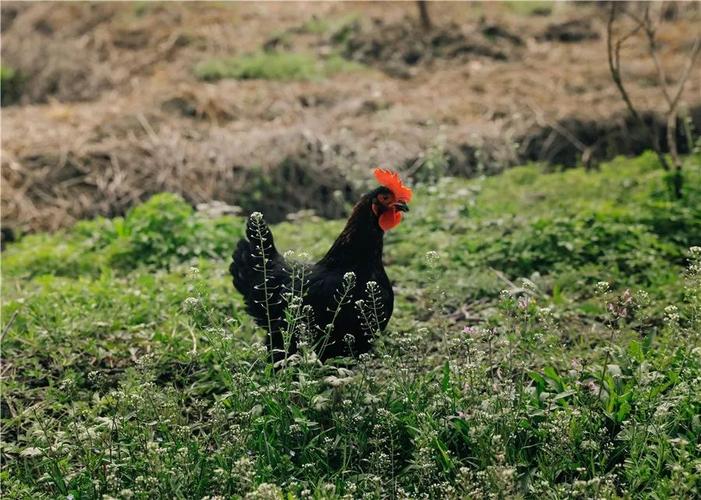 好一只帅气的鸡咕咕