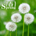 我是一颗蒲公英种子 (歌词) 2011.4.30 (周六 )