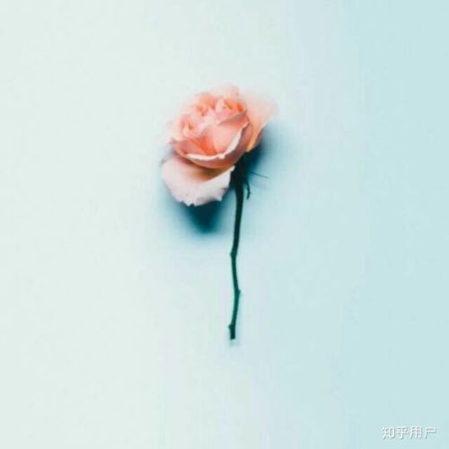 妈妈头像