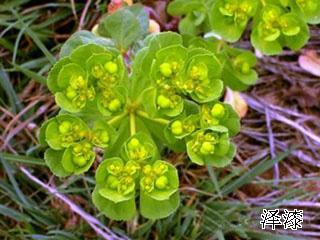 泽漆(五朵云,猫儿眼草,奶浆草)