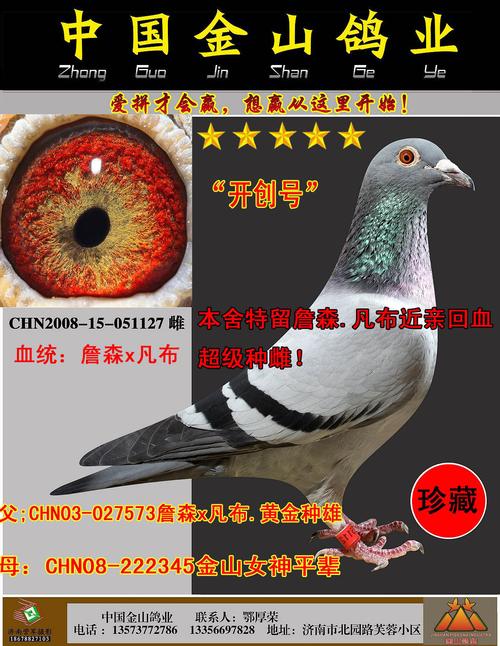 信鸽在线拍卖平台 - 中国信鸽信息网