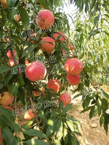 瑞源冬桃(二),桃树苗,桃苗,桃苗基地,蟠桃苗,黄金蟠桃苗,瑞源苗木