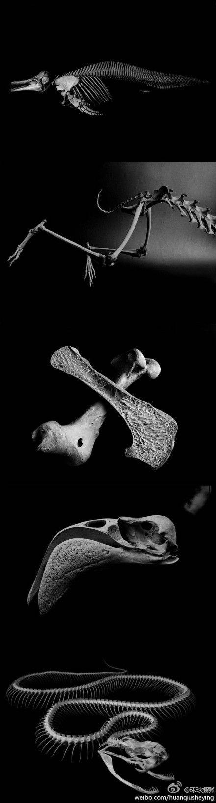 作品以黑色为背景,死亡美学死亡美学艺术作品日本死亡美学动物死亡