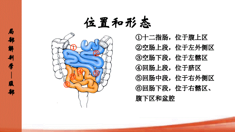 10 空肠和回肠人体解剖生理学.pdf 10页