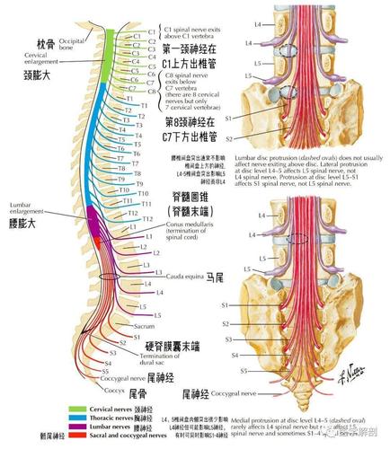 解剖图谱 | 脊神经根与脊柱的关系_后支